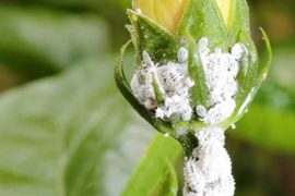 to-kill-mealybugs-